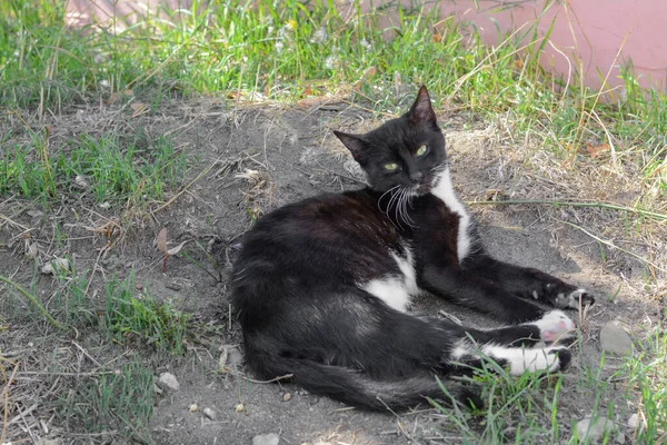 黑白相间的猫在户外休息 案文的篇幅 — 图库照片
