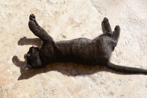 Woman Playful Black Kitten Outdoors Closeup — Stock Photo, Image