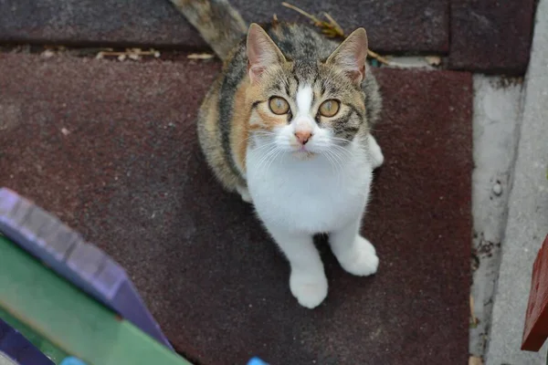 Streunende Katze Auf Der Straße Obdachloses Tier — Stockfoto