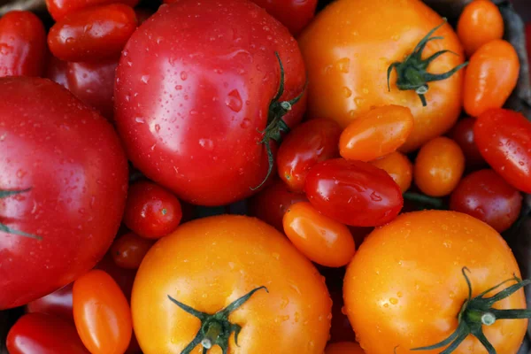 Diferentes Tipos Tomates Como Fundo Vista Superior — Fotografia de Stock