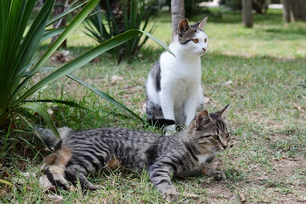 Μοναχικές Αδέσποτες Γάτες Στο Πράσινο Γρασίδι Άστεγα Κατοικίδια — Φωτογραφία Αρχείου