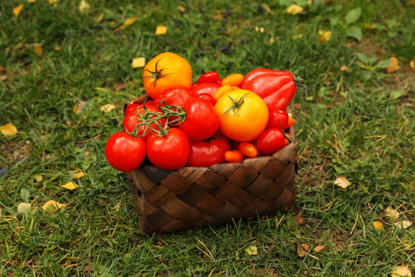 Kosz Świeżych Pomidorów Zielonej Trawie Świeżym Powietrzu — Zdjęcie stockowe