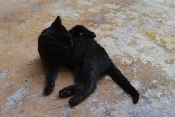 Χαριτωμένο Αδέσποτο Γάτα Που Βρίσκεται Στην Επιφάνεια Πέτρα — Φωτογραφία Αρχείου