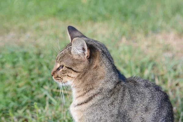 孤独流浪的猫在外面的绿草上 无家可归的宠物 — 图库照片