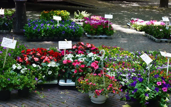 stock image Many beautiful potted plants with flowers at market outdoors