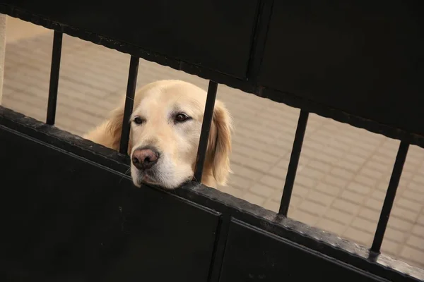 Adorable Dog Peeking Out Metal Fence Outdoors — Stock Photo, Image