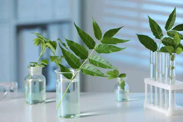 Szkło Laboratoryjne Roślinami Białym Stole Stonowane Niebiesko — Zdjęcie stockowe