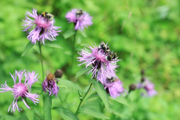 Bumblebees Knapweed Flowers Meadow Summer — Stock Photo, Image