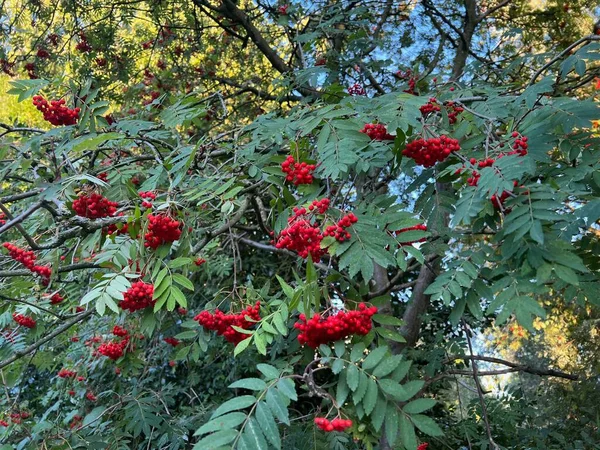 Rowan Branches Arbres Avec Des Baies Rouges Extérieur — Photo