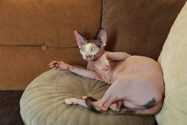 Adorable Sphynx Cat Lying Pillow Indoors Cute Pet — Stock Photo, Image