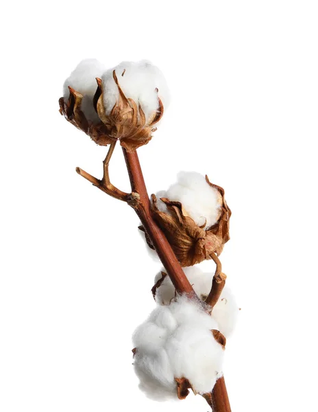 Dried cotton branch with fluffy flowers isolated on white