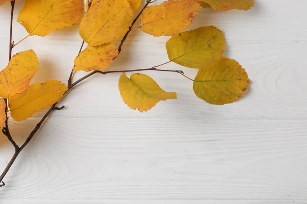 Zweig Mit Herbstblättern Auf Weißem Holztisch Draufsicht Raum Für Text — Stockfoto