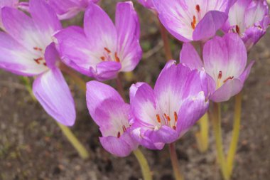 Güzel sonbahar çiçekleri, açık havada yetişiyor, yakın plan.