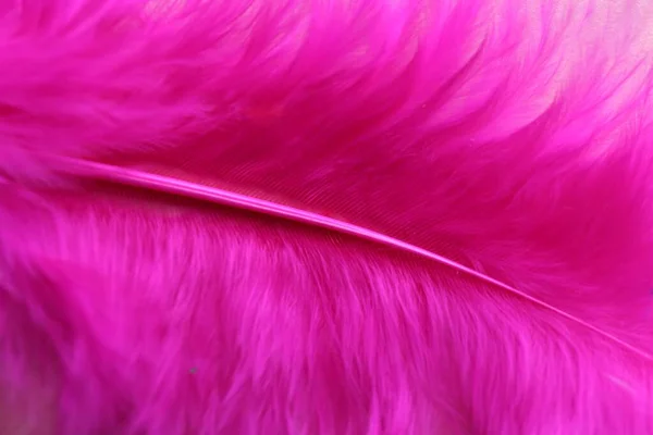 Closeup view of beautiful pink feather as background