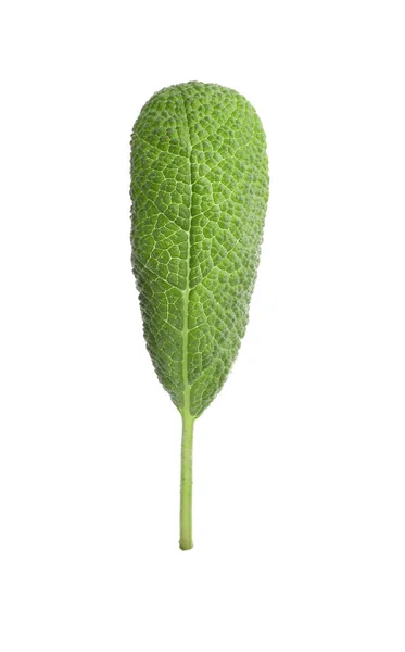 Aromatic Green Sage Leaf Isolated White Fresh Herb — ストック写真