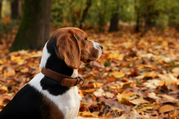 秋の公園でスタイリッシュな襟で愛らしいビーグル犬 テキストのスペース — ストック写真