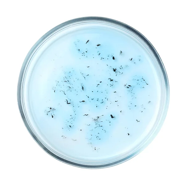 Petri dish with bacteria on white background, top view