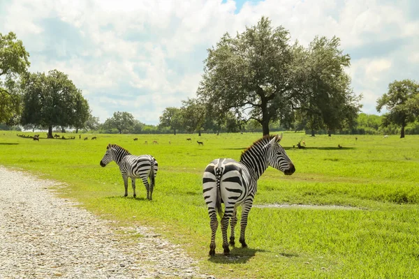 Beautiful Striped African Zebras Safari Park — Stock Photo, Image