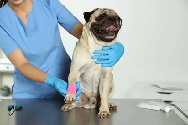 専門の獣医師とかわいい犬で医療包帯を足でクリニック — ストック写真