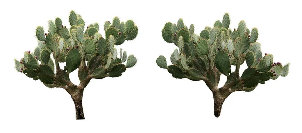 Krásné Kaktusy Bílém Pozadí Koláž Návrh Nápisu — Stock fotografie
