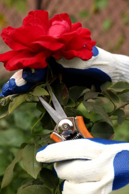 Bahçedeki mezhepçiler tarafından güzel kırmızı çiçekleri buduyor.