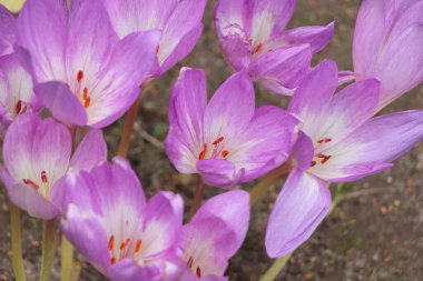 Güzel sonbahar çiçekleri, açık havada yetişiyor, yakın plan.
