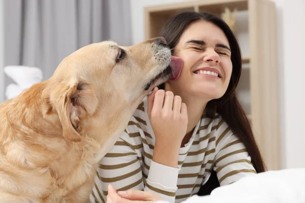 Evde Tatlı Labrador Retriever Olan Mutlu Kadın — Stok fotoğraf