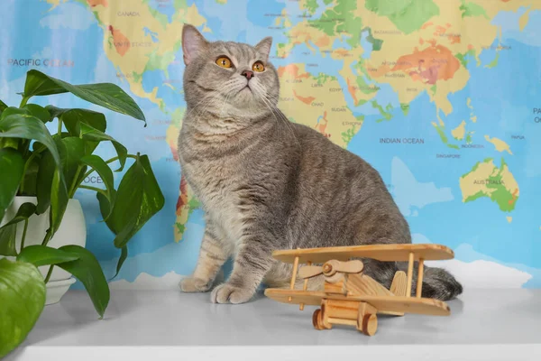 Cute cat, houseplant and toy plane on table against world map. Travel with pet concept