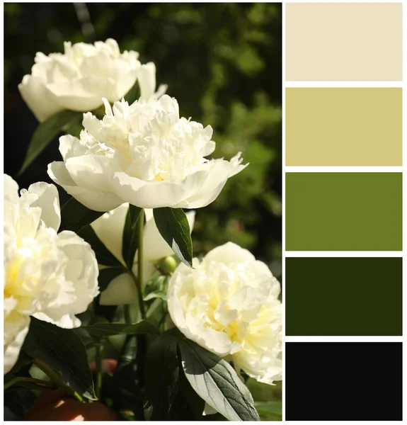 Blooming White Peony Flowers Color Palette Collage — Stock Photo, Image