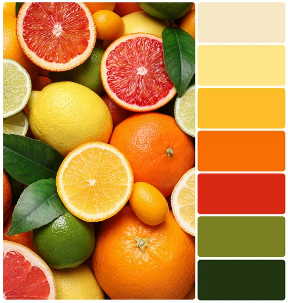 Different ripe citrus fruits and color palette. Collage