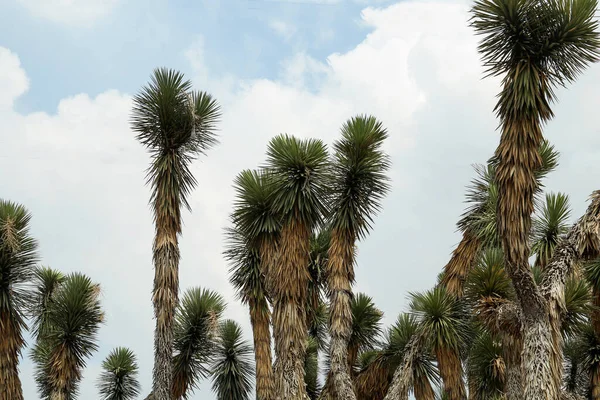 Viele Schöne Josua Bäume Wachsen Unter Bewölktem Himmel — Stockfoto