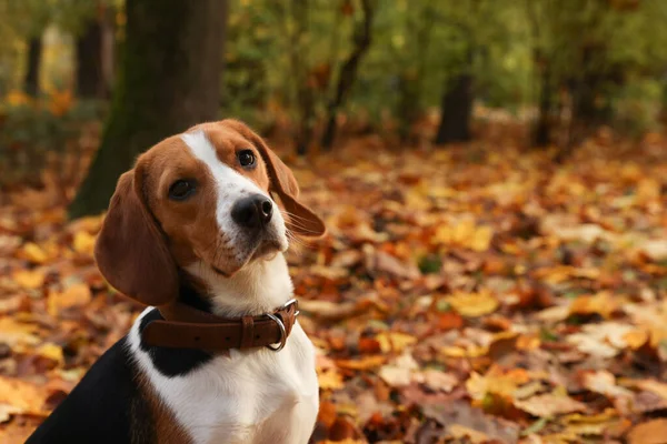 Adorabile Cane Beagle Elegante Colletto Nel Parco Autunnale Spazio Testo — Foto Stock