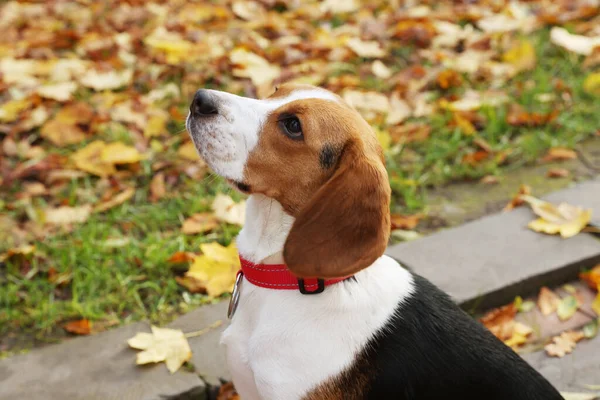 Αξιολάτρευτο Σκυλί Beagle Κομψό Γιακά Εξωτερικούς Χώρους — Φωτογραφία Αρχείου