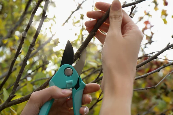 Stock image Woman pruning tree branch by secateurs in garden, closeup