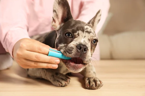 stock image Woman brushing dog's teeth at table indoors, closeup