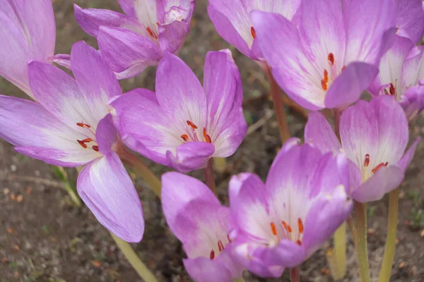 Vacker Höst Krokus Blommor Växer Utomhus Närbild — Stockfoto