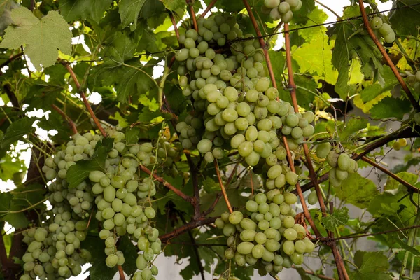 在葡萄园里种植美味的葡萄 — 图库照片