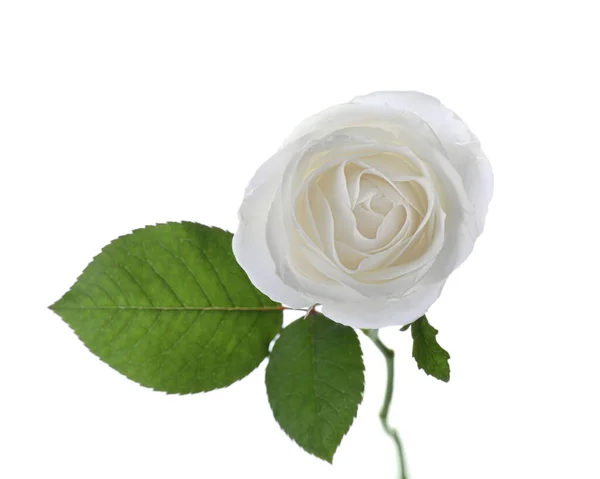 Blühende Rose Vereinzelt Auf Weiß Schöne Blume — Stockfoto