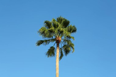 Açık havada mavi gökyüzüne karşı güzel palmiye ağaçları