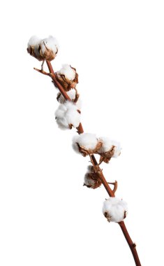 Kurumuş pamuk dalı ve kabarık çiçekleri beyazın üzerinde.
