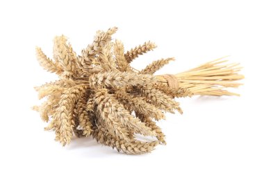 Bunch of dried wheat on white background