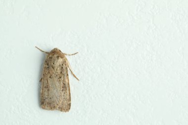 Paradrina clavipalpis moth on white textured background, top view. Space for text clipart