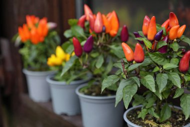 Capsicum Annuum bitkileri. Birçok saksıda gökkuşağı çok renkli ve pencerenin yanında sarı kırmızı biber, metin için boşluk