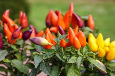 Capsicum Annuum bitkileri. Kaplanmış gökkuşağı çok renkli biberler dışarıda bulanık arka planda, yakın planda.