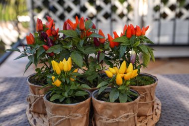 Capsicum Annuum bitkileri. Birçok rengarenk Chili Peppers dışarıda, masada.