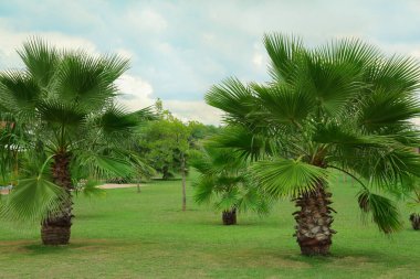 Dışarıda yeşil yaprakları olan tropik palmiye ağaçları.