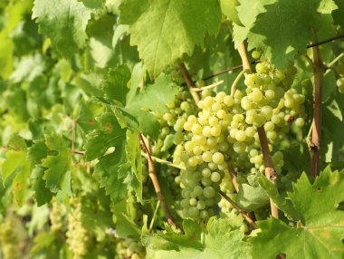 Güneşli bir günde üzüm bağlarında yetişen bir sürü taze üzüm.