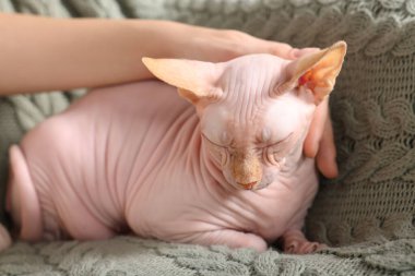 Bir kadın evde şirin bir Sphynx kedisini okşuyor, yakın plan. Sevimli hayvan