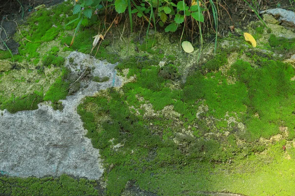 Ściana Teksturowana Zielonym Mechem Zewnątrz Zbliżenie — Zdjęcie stockowe