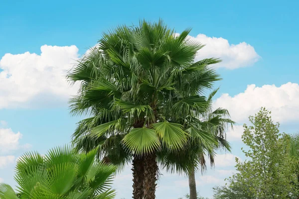 Tropische Palmen Mit Schönen Grünen Blättern Freien — Stockfoto